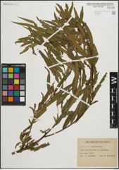 Foto von Salix humboldtiana Willd.